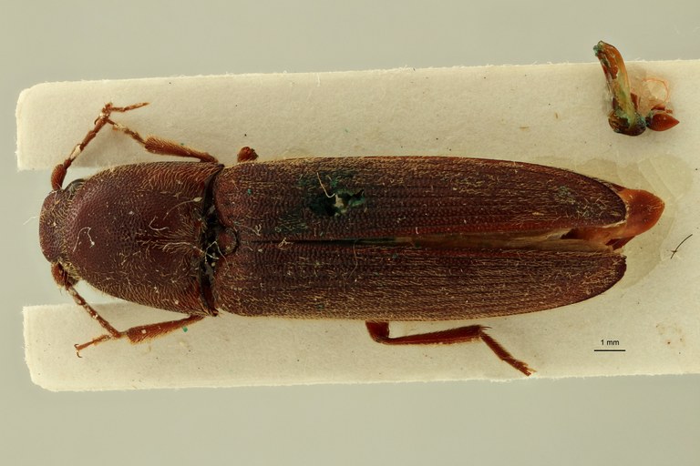 Propsephus radula F Lt D.jpg