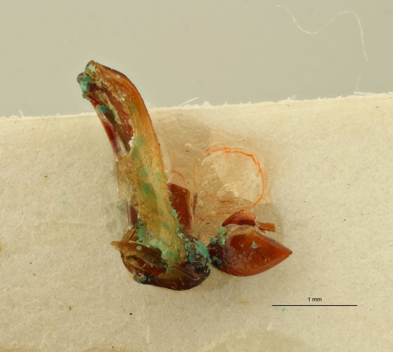 Propsephus radula F Lt Aedeagus.jpg