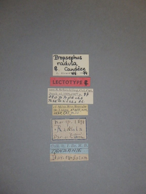 Olophoeus nubilus lt Labels.jpg