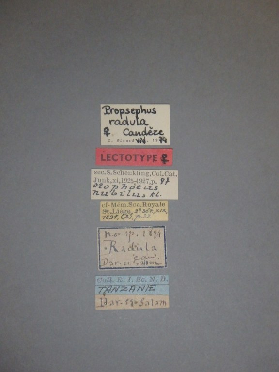 Propsephus radula F Lt Labels.jpg