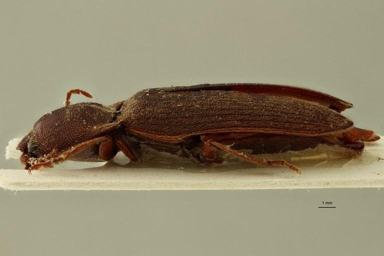 Propsephus radula F Lt L.jpg