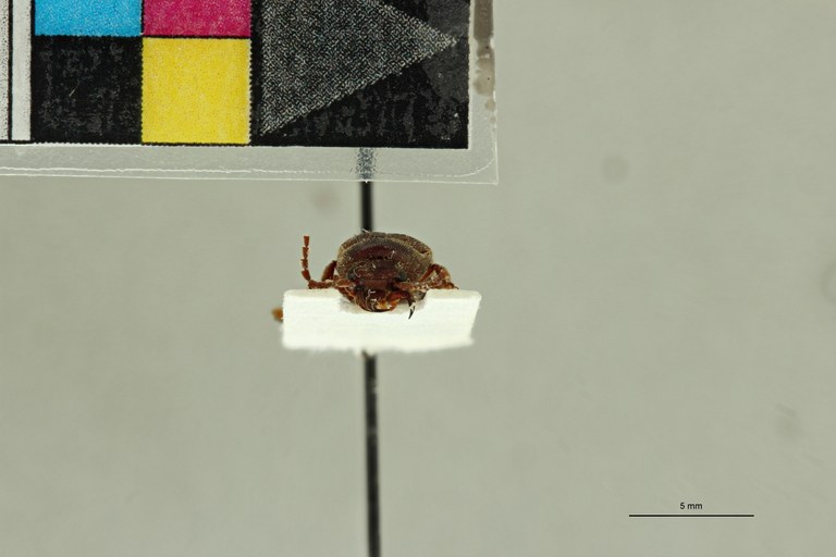 Propsephus radula F Lt F.jpg