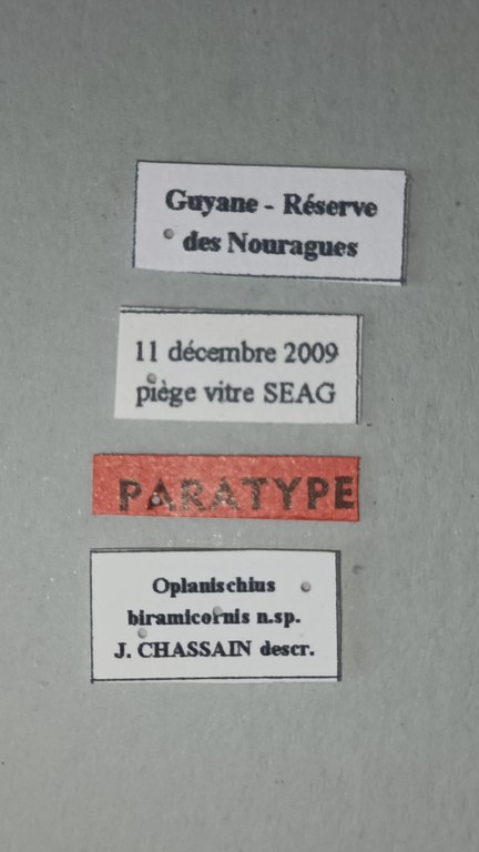 Oplanischius biramicornis Pt Labels.jpg