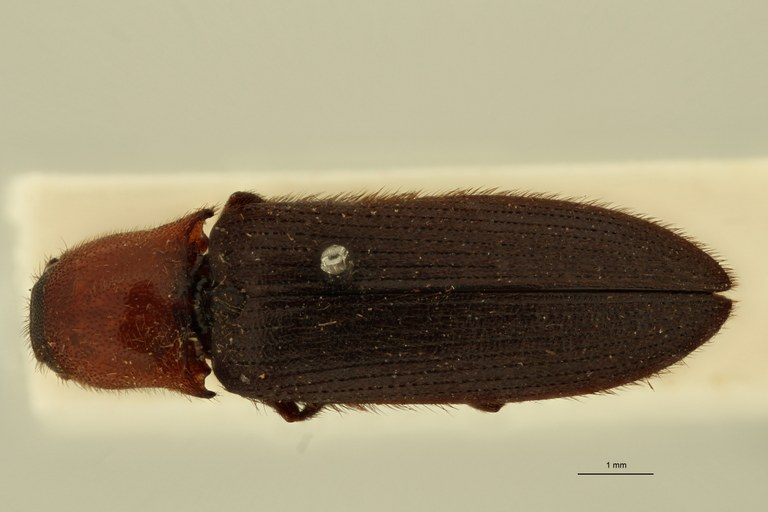 Ovipalpus pubescens Lt D.jpg