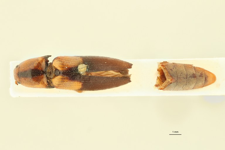 Oxystethus scapulatus T D.jpg
