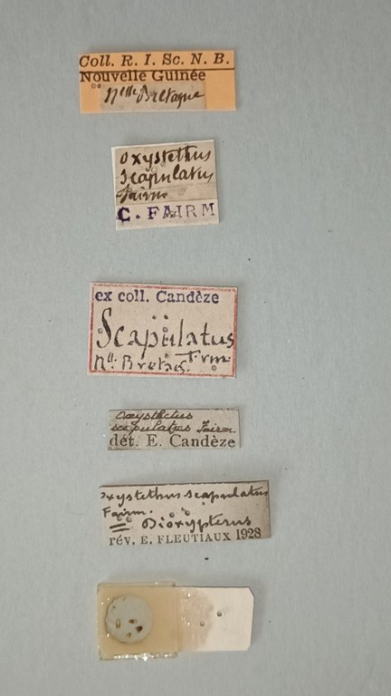 Oxystethus scapulatus T Labels.jpg
