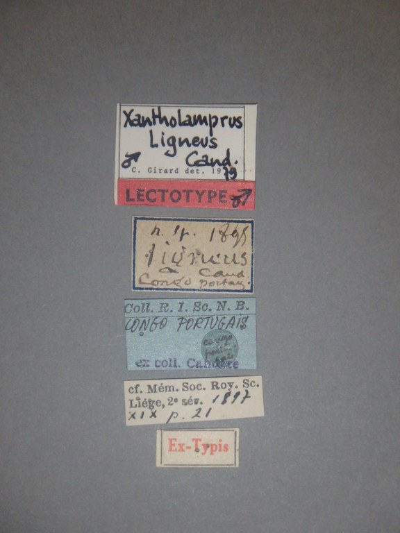Pantolamprus ligneus lt Labels.jpg