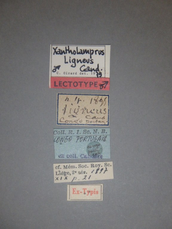 Pantolamprus ligneus M Lt Labels.jpg