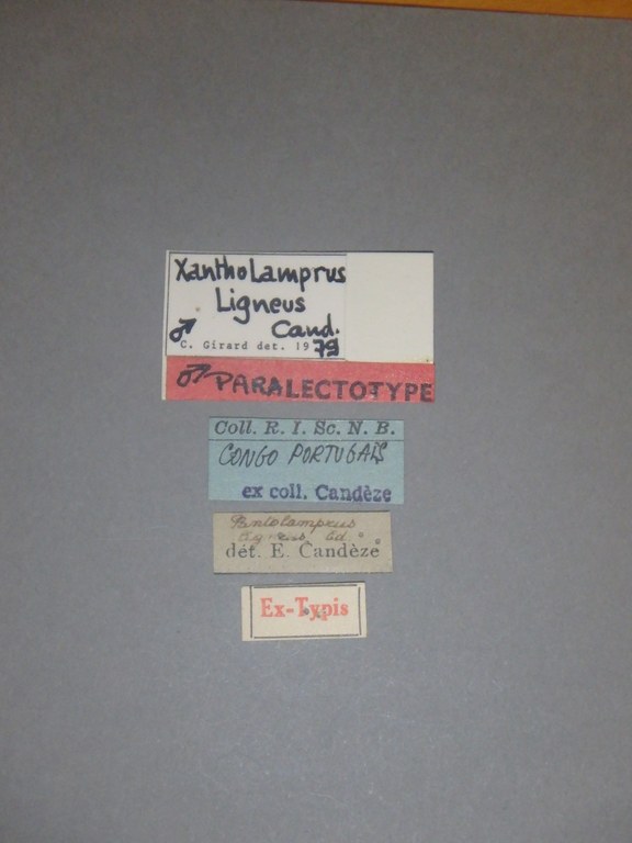 Pantolamprus ligneus M Plt Labels.jpg