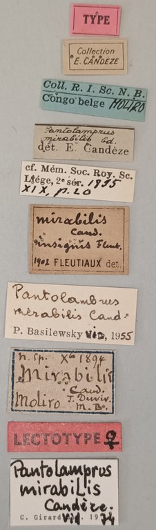 Pantolamprus mirabilis F Lt Labels.jpg