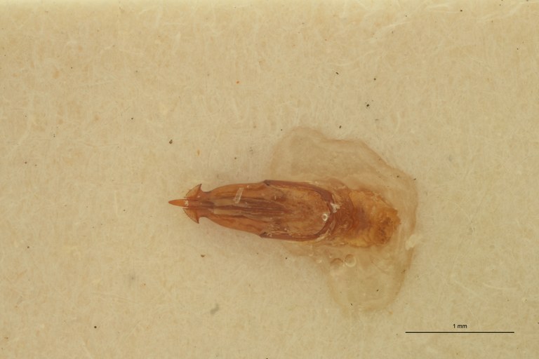 Propsephus aeneolus Plt Aedeagus.jpg