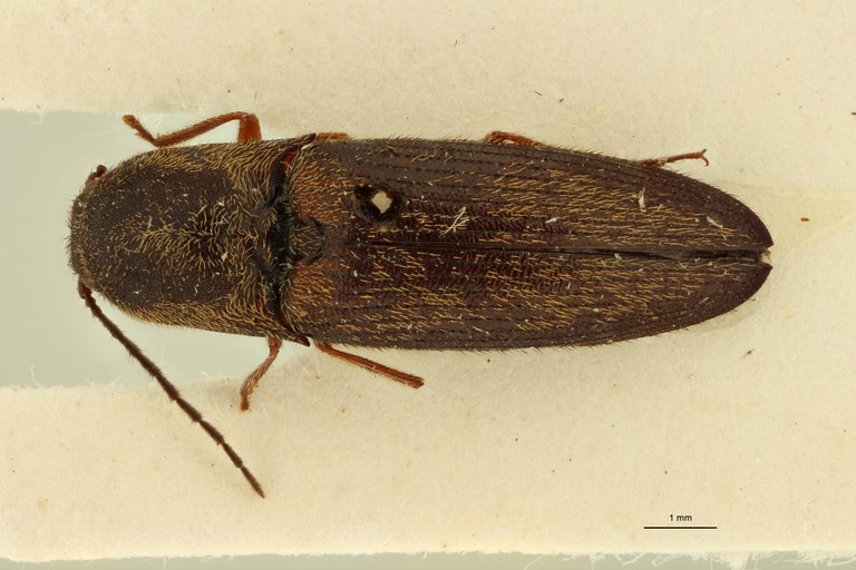 Propsephus aeneolus Plt D.jpg