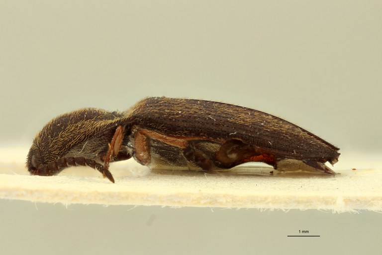 Propsephus aeneolus Plt L.jpg