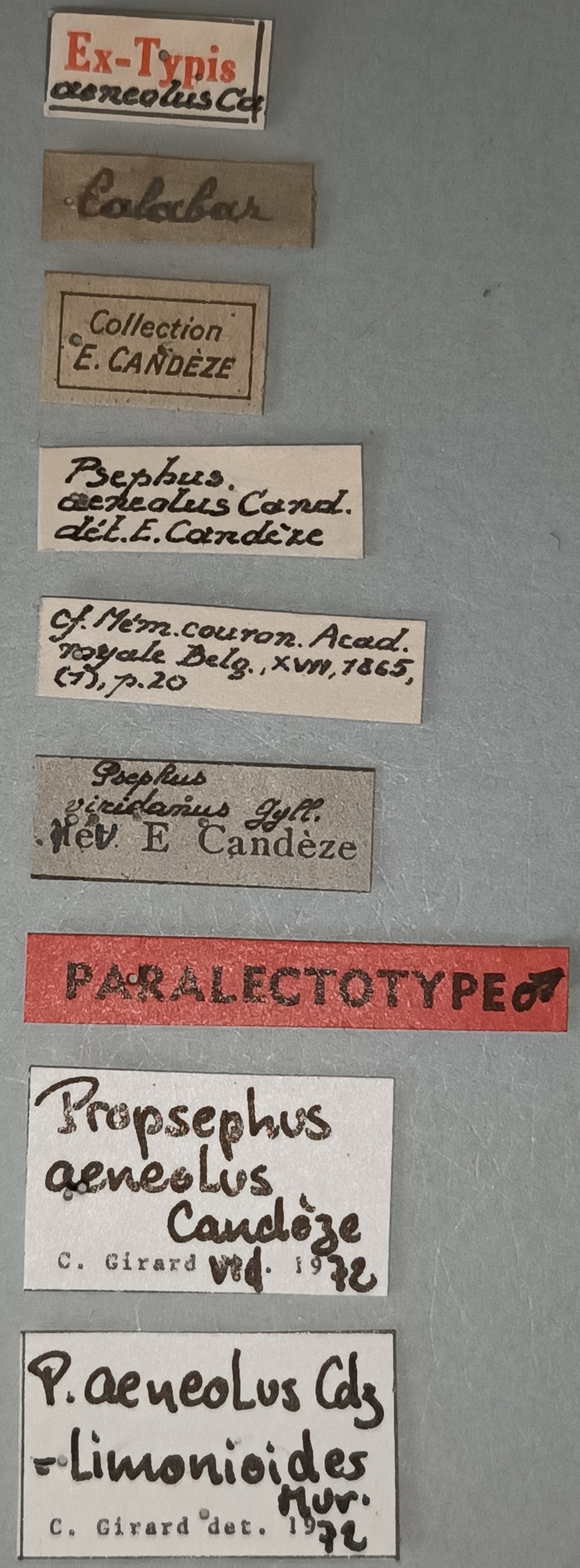 Propsephus aeneolus Plt Labels.jpg