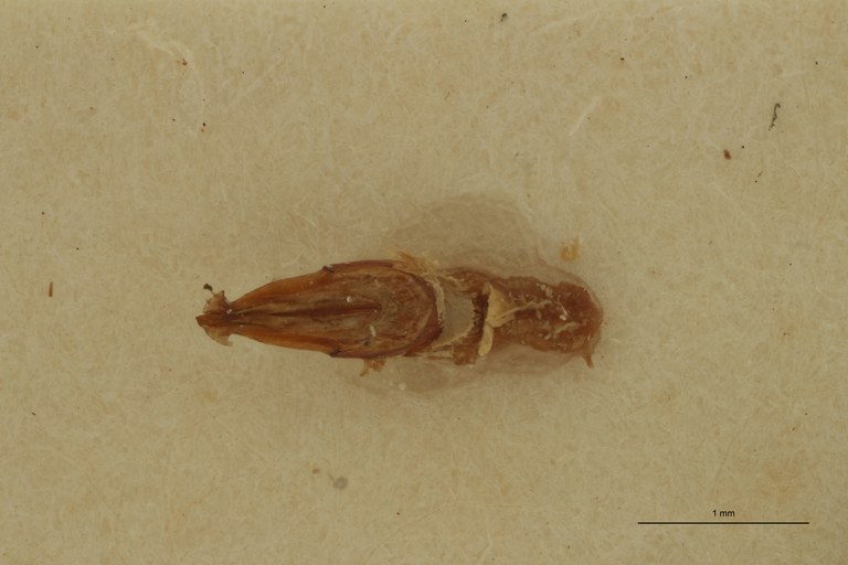 Propsephus aeneolus Lt Aedeagus.jpg