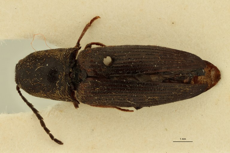 Propsephus aeneolus Lt D.jpg