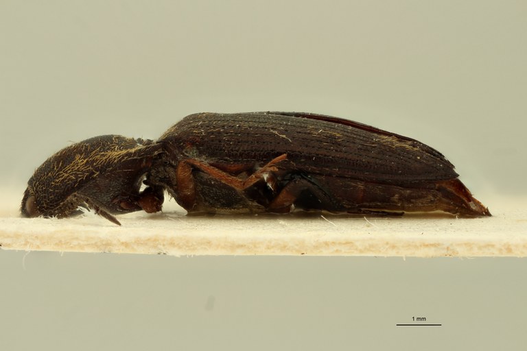 Propsephus aeneolus Lt L.jpg