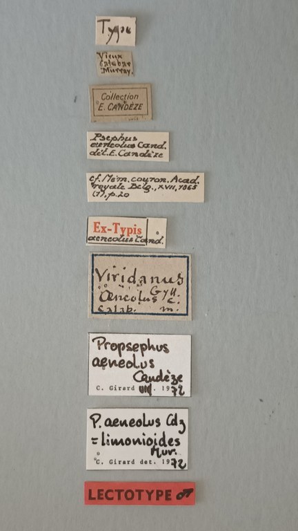 Propsephus aeneolus Lt Labels.jpg