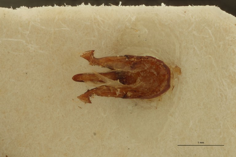 Propsephus algoensis Lt Aedeagus.jpg