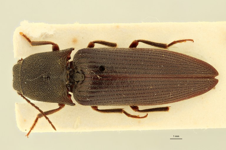 Propsephus algoensis Lt D.jpg