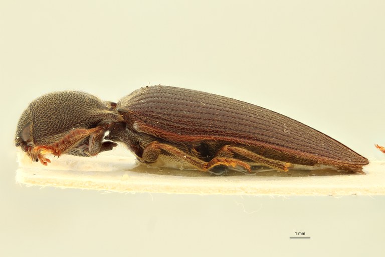 Propsephus algoensis Lt L.jpg