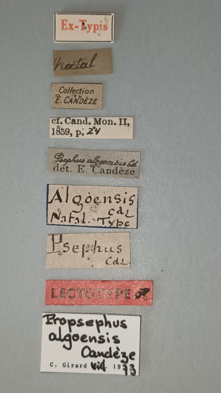 Propsephus algoensis Lt Labels.jpg