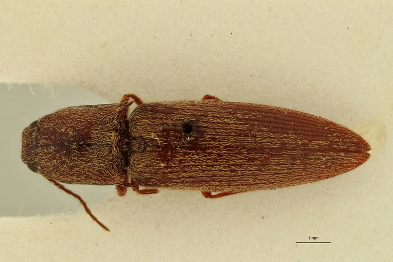 Propsephus angustus Lt D.jpg