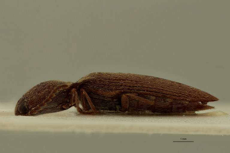 Propsephus angustus Lt L.jpg