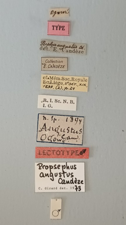 Propsephus angustus Lt Labels.jpg