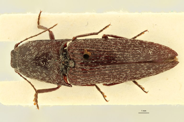 Propsephus aspersus Lt D.jpg