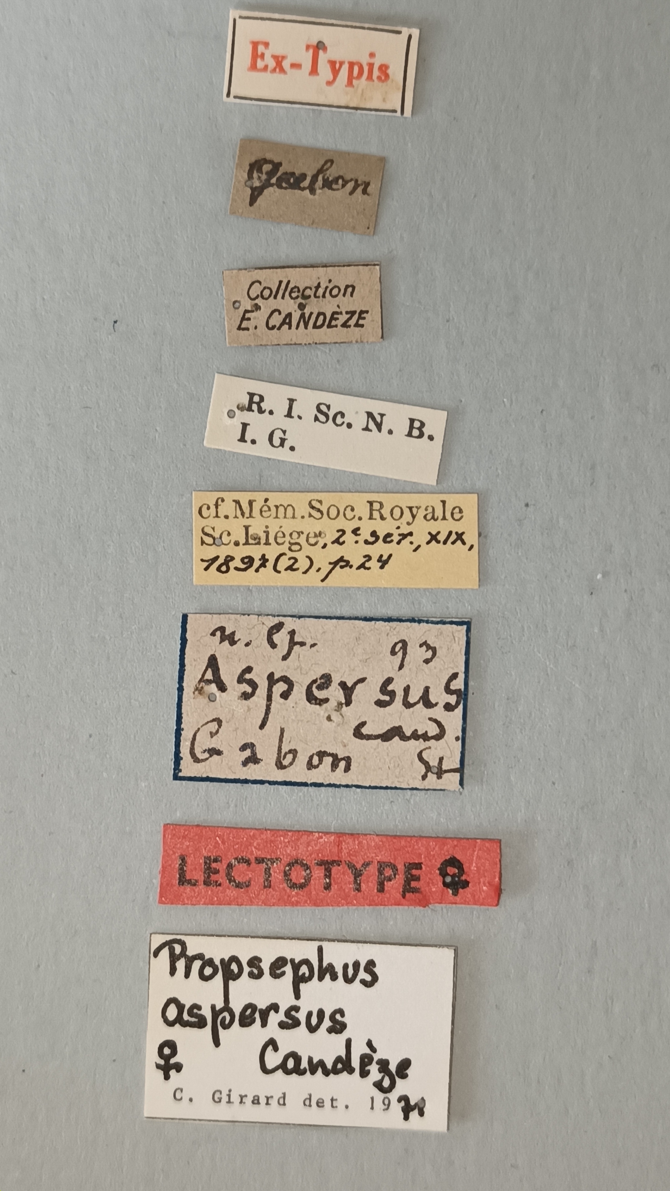 Propsephus aspersus Lt Labels.jpg