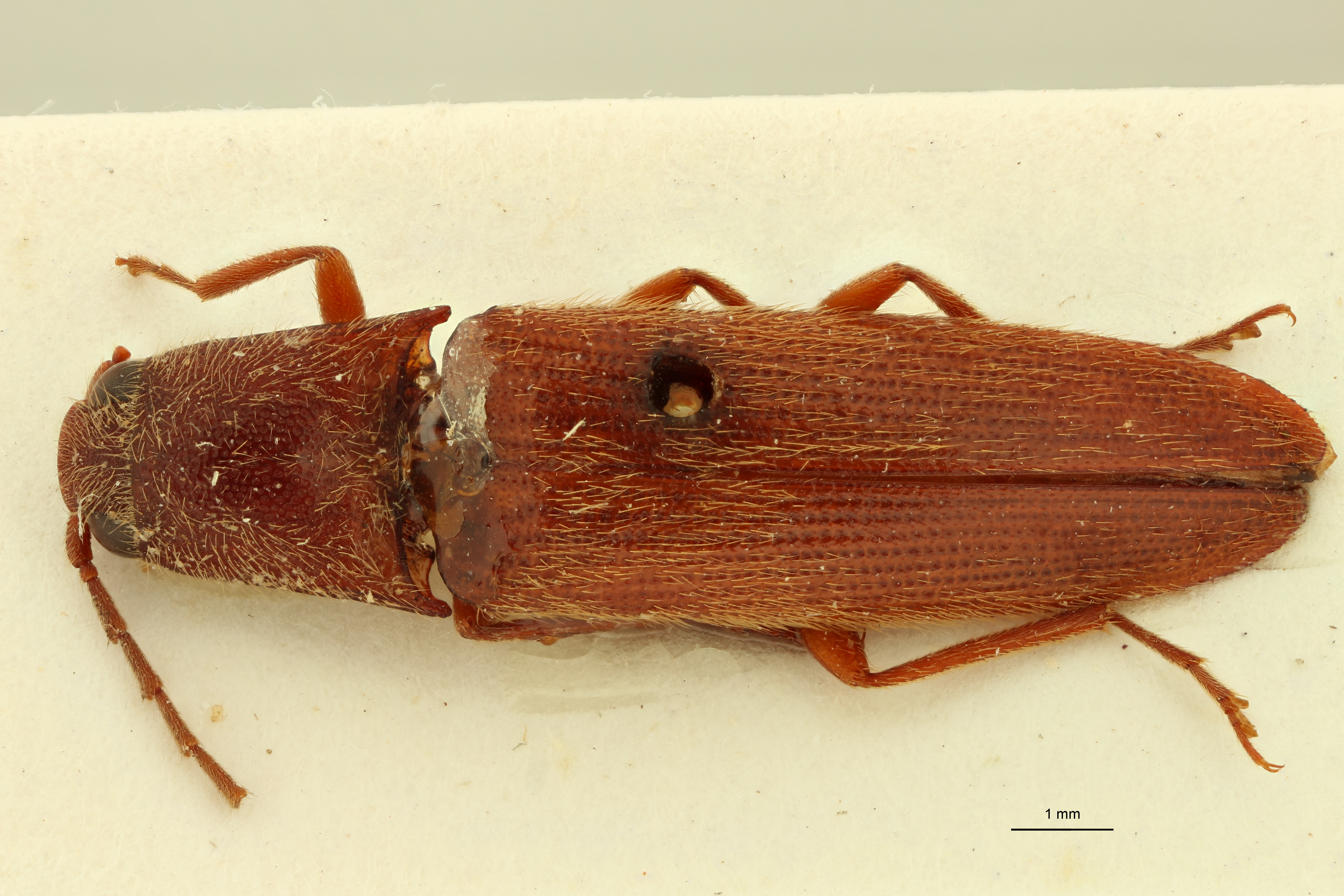 Propsephus athoides Lt D.jpg