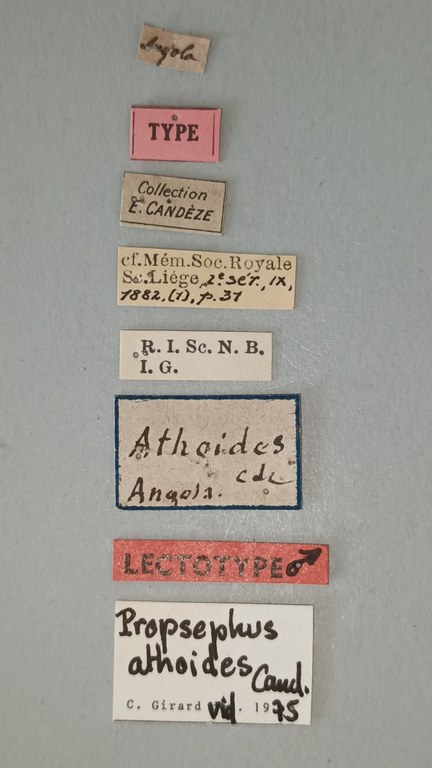 Propsephus athoides Lt Labels.jpg