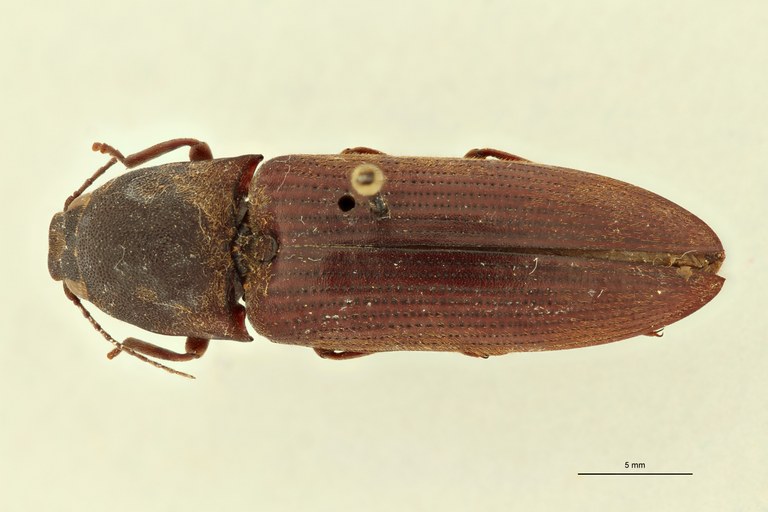 Propsephus beniniensis Lt D.jpg