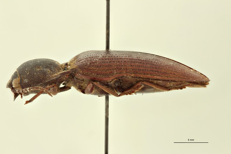 Propsephus beniniensis Lt L.jpg