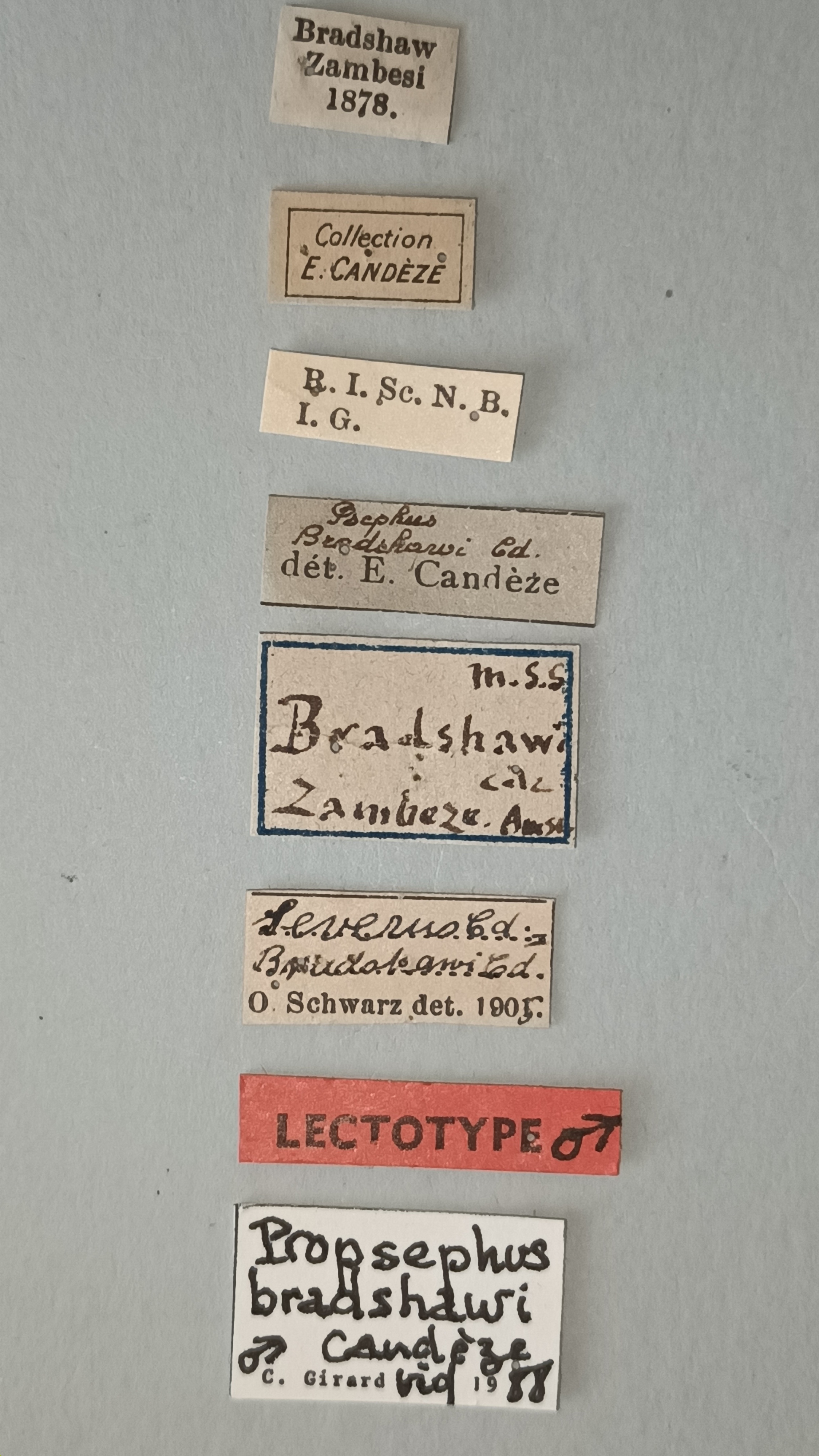 Propsephus bradshawi Lt Labels.jpg