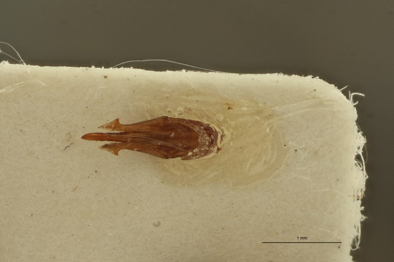 Propsephus campyloides Lt Aedeagus.jpg