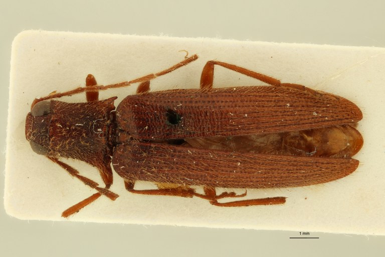 Propsephus campyloides Lt D.jpg