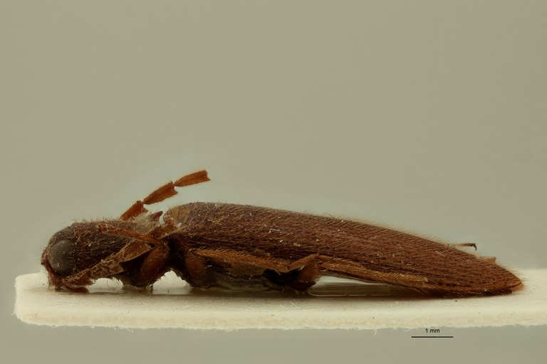 Propsephus campyloides Lt L.jpg