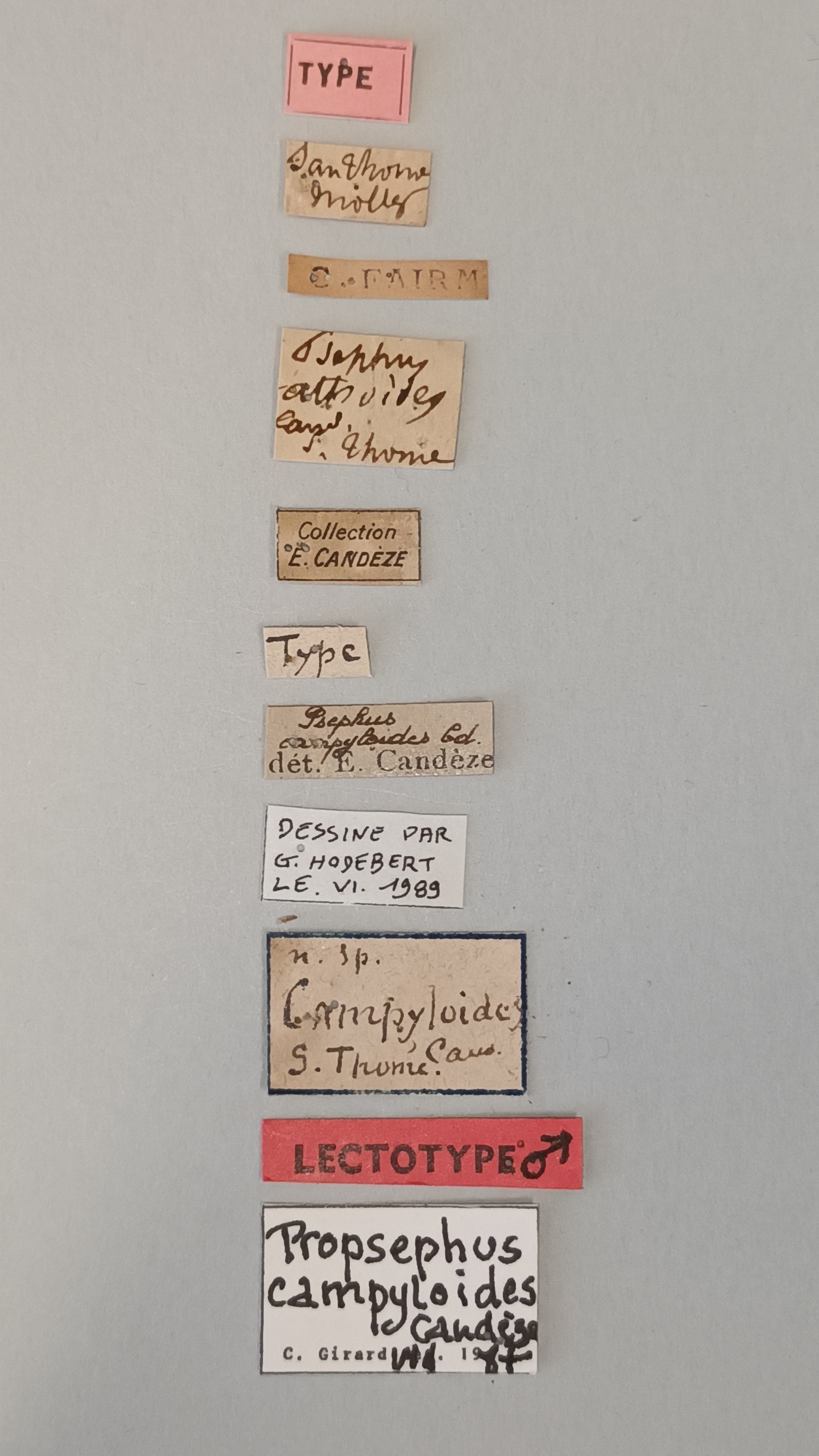 Propsephus campyloides Lt Labels.jpg