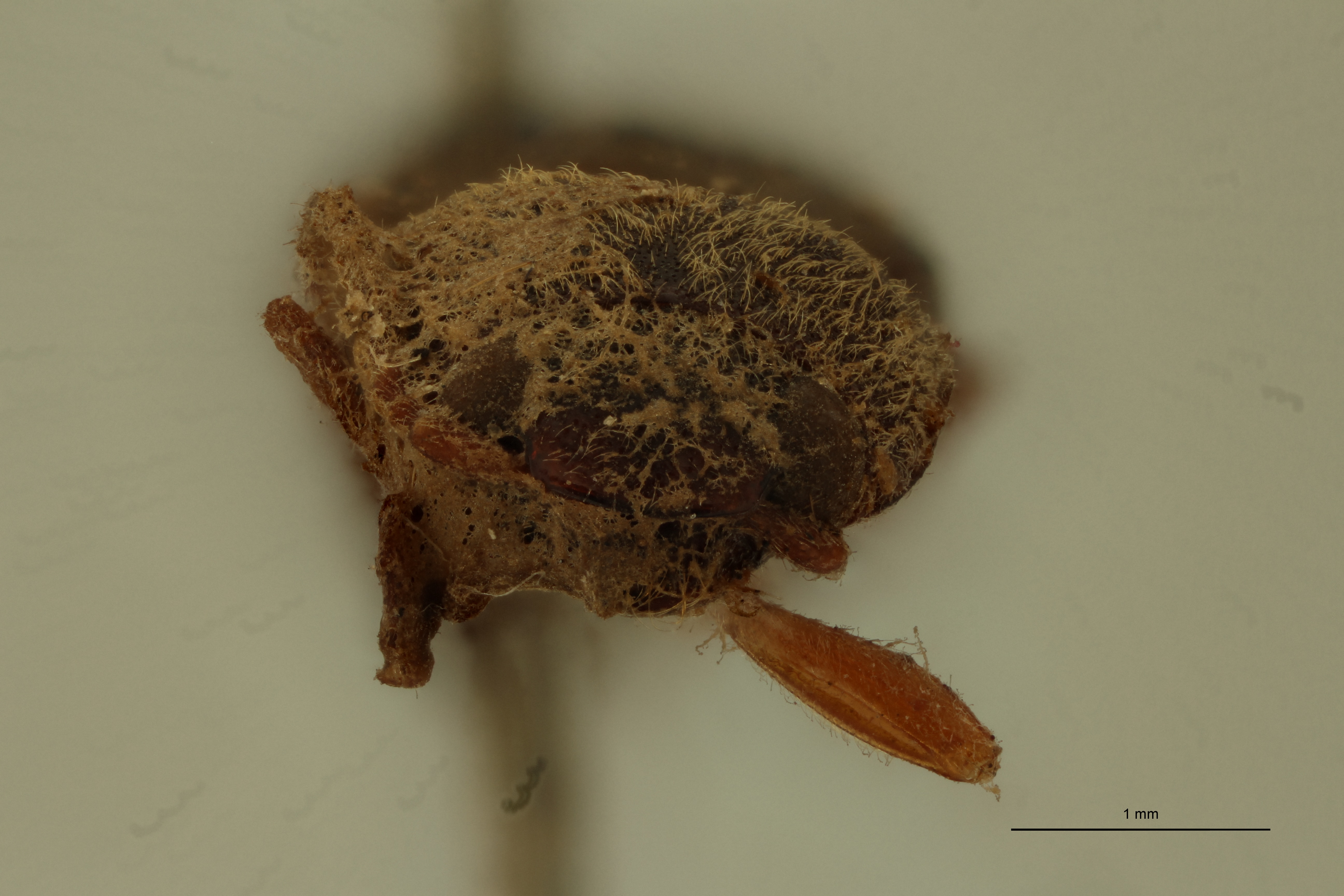 Propsephus chinensis T F.jpg