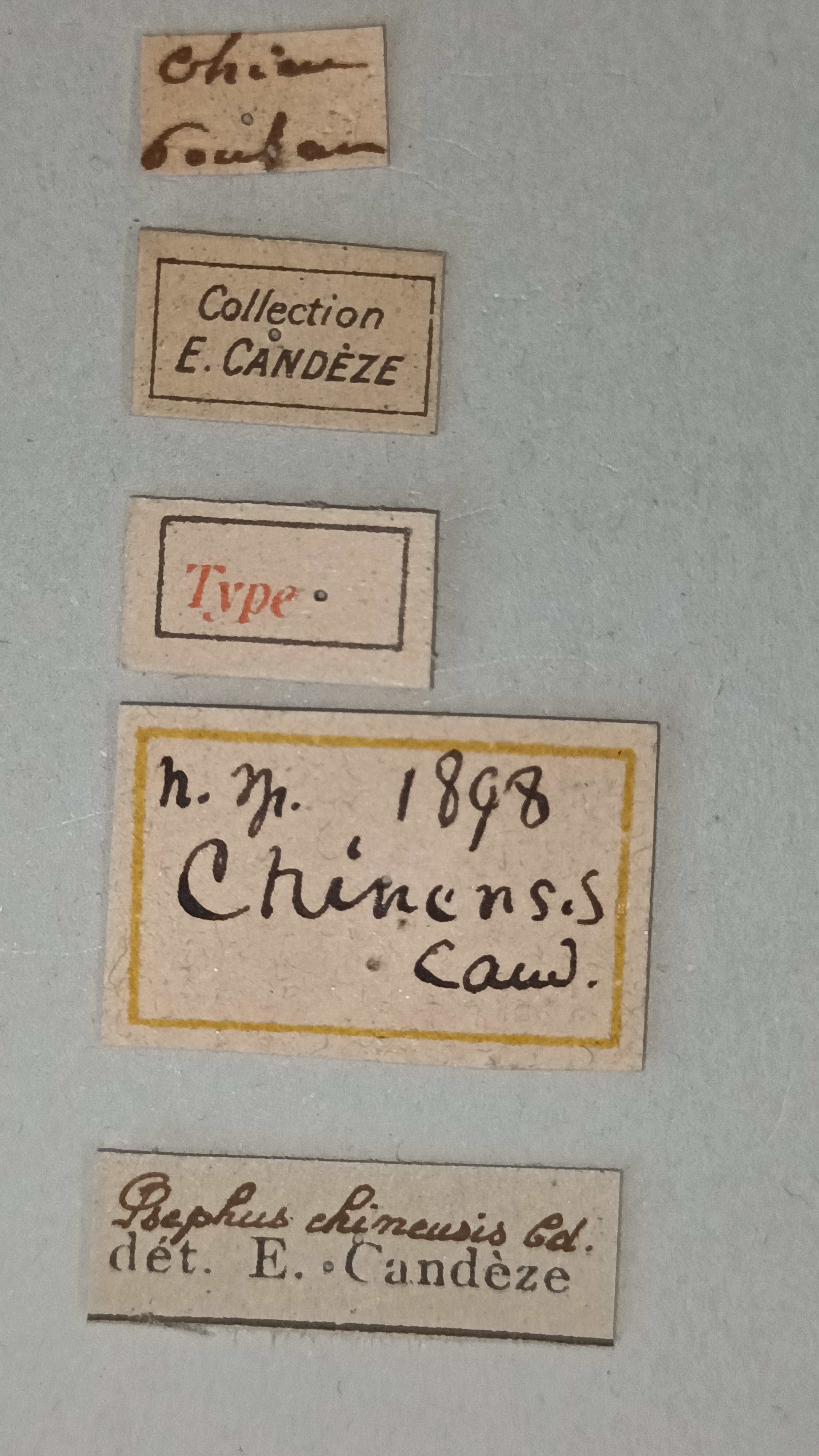 Propsephus chinensis T Labels.jpg