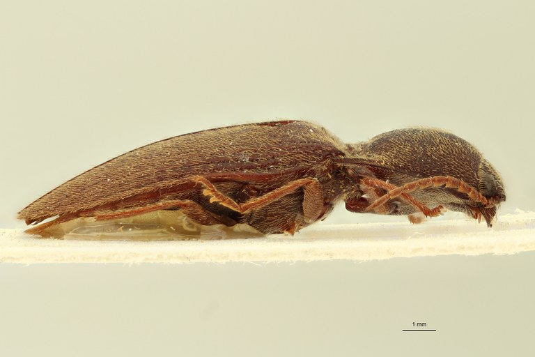 Propsephus confluens Lt L.jpg