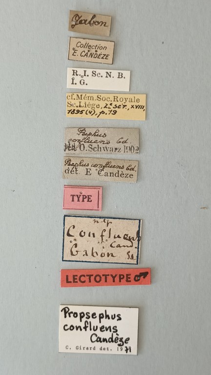 Propsephus confluens Lt Labels.jpg