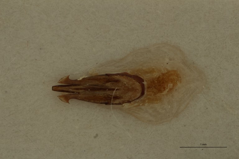 Propsephus conicicollis Lt Aedeagus.jpg