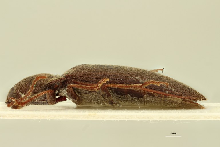 Propsephus conicicollis Lt L.jpg