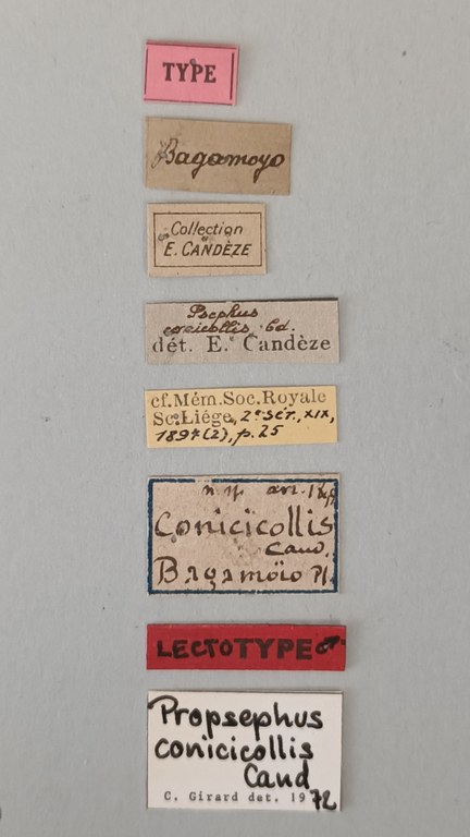 Propsephus conicicollis Lt Labels.jpg