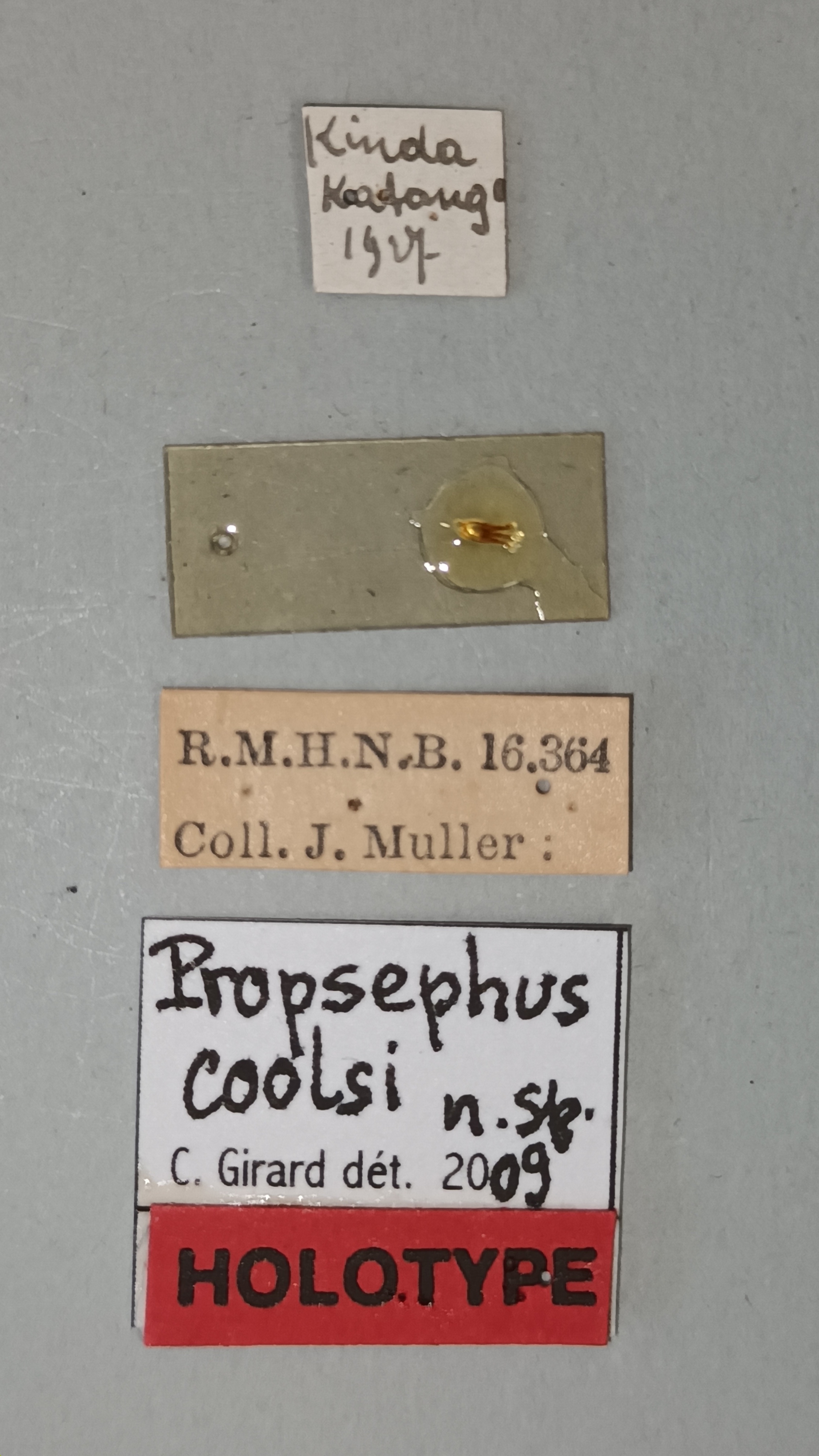 Propsephus coolsi Ht Labels.jpg