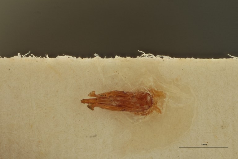 Propsephus correctus Lt Aedeagus.jpg Propsephus correctus Lt Aedeagus.jpg