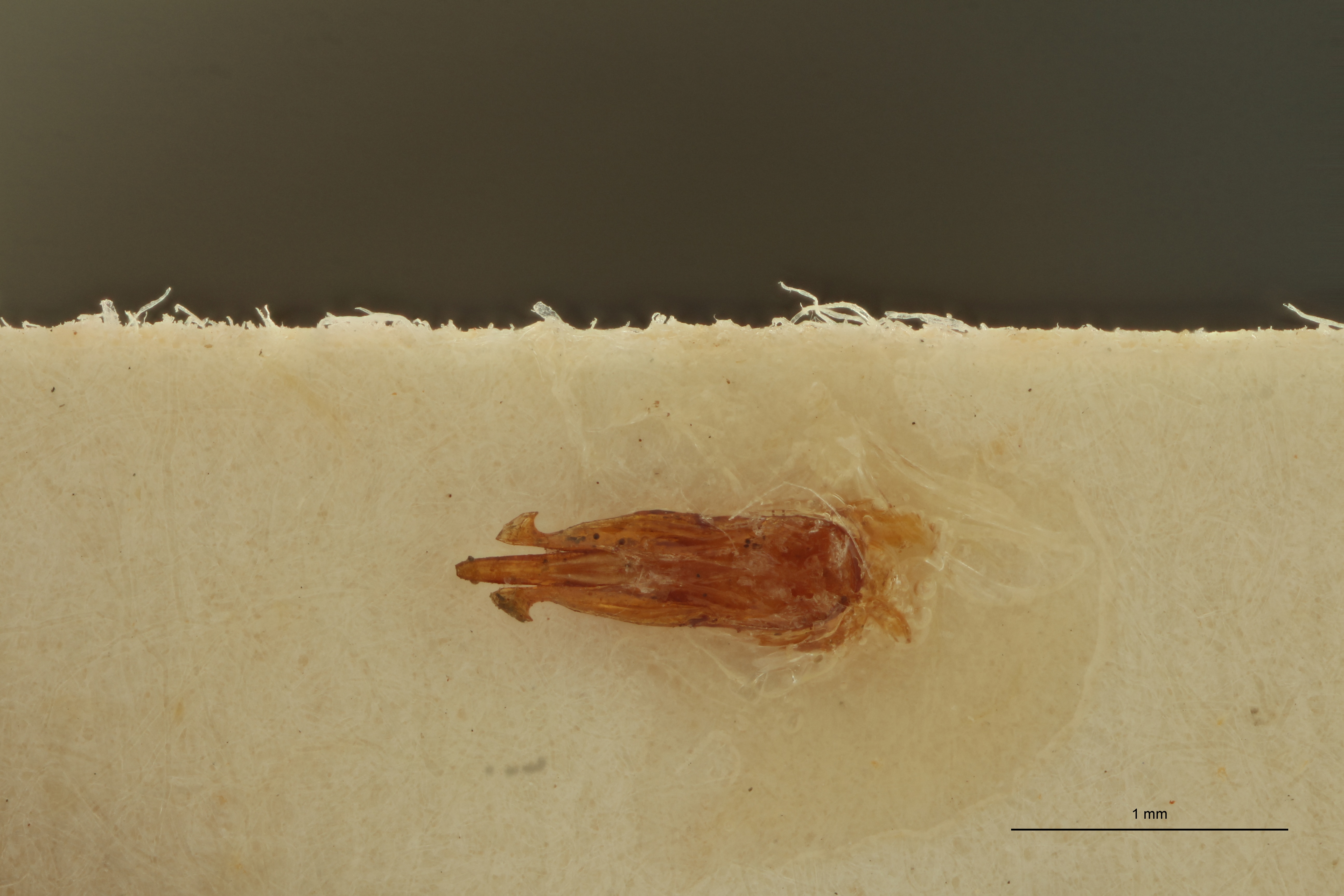 Propsephus correctus Lt Aedeagus.jpg